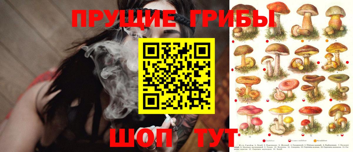 Новокубанск  Псилоцибиновые грибы GOLDEN TEACHER  цены   Вход с VPN  Псилоцибиновые грибы Cubensis 